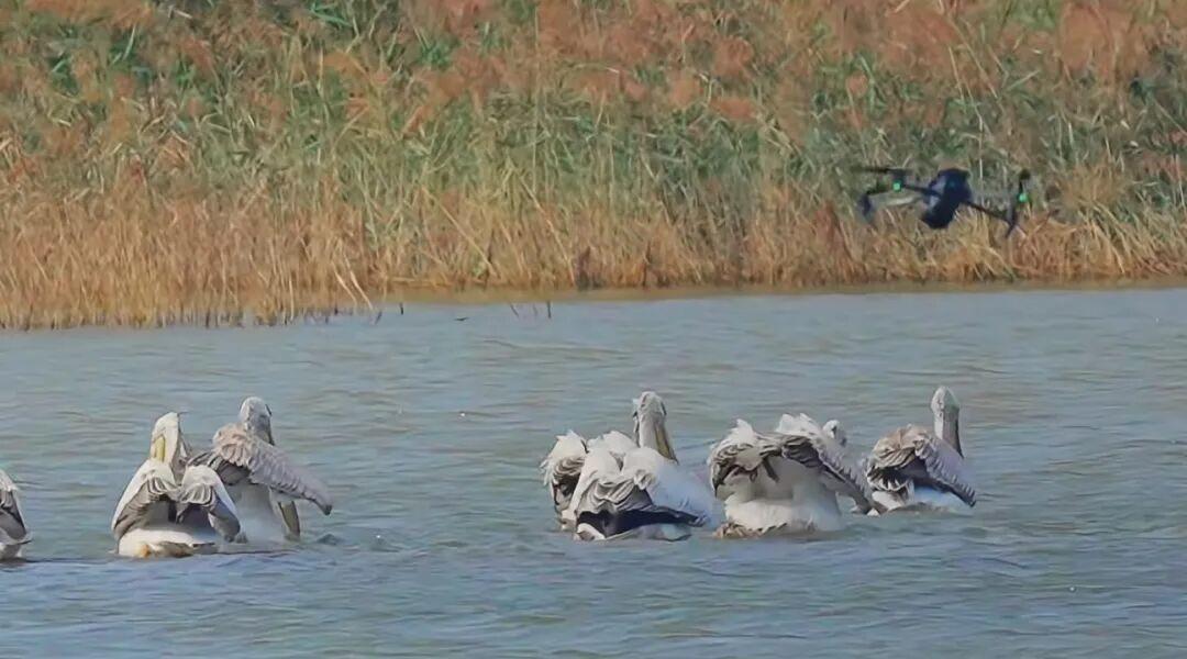 无人机撞落大雁事件敲响警钟 生态保护红线不容逾越